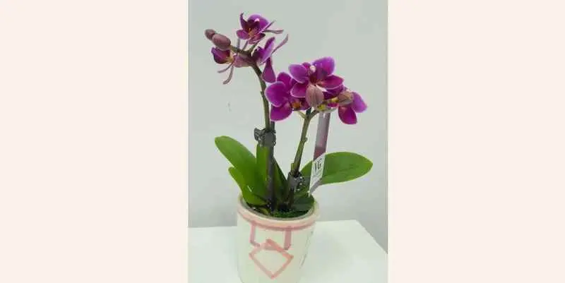 Фаленопсис Маленькая Леди (Фиолетовая)