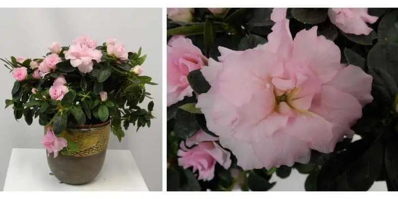 Азалия Терра Нова Д15