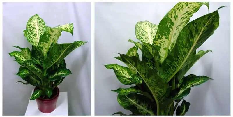 Диффенбахия Марс Д17 Н65