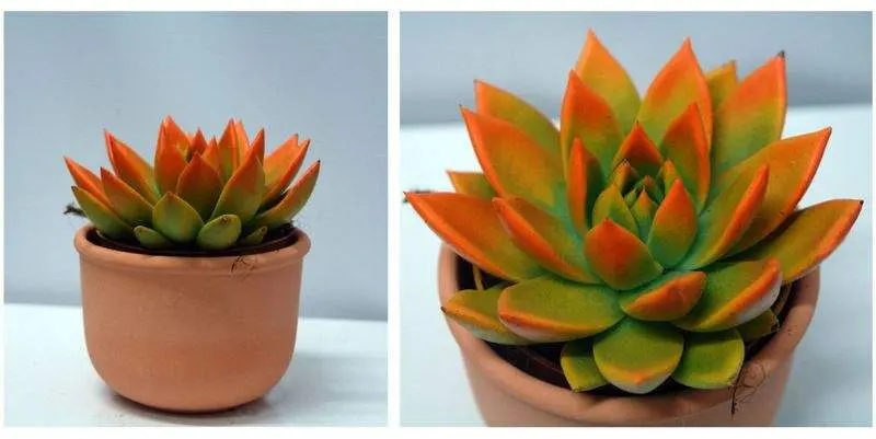 Эхеверия Миранда Оранж Д12 Н18