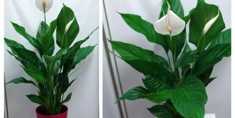 Спатифиллум Свит Сильвио Д17 Н70