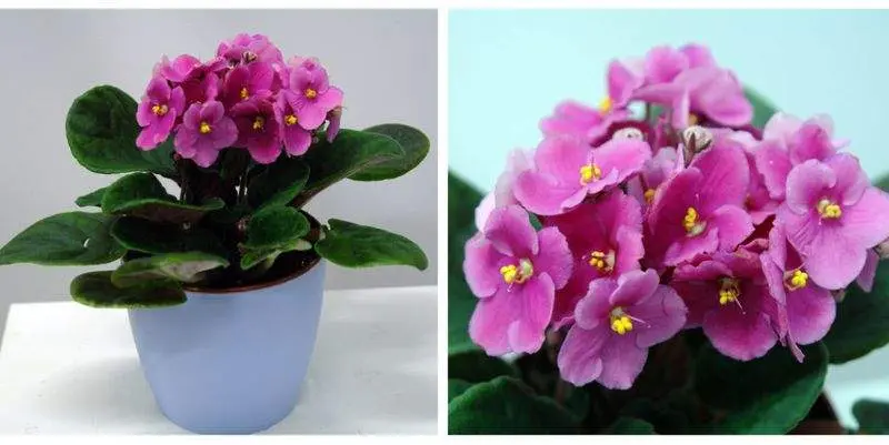 Фиалка Итальянский микс Розовая Д12