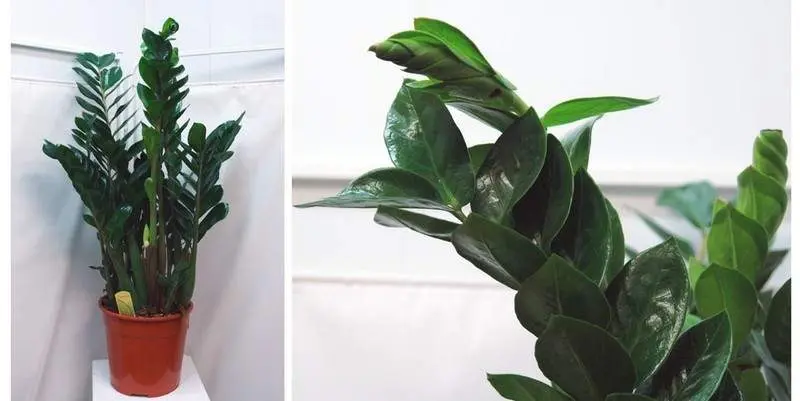 Маммиллярия Д5 