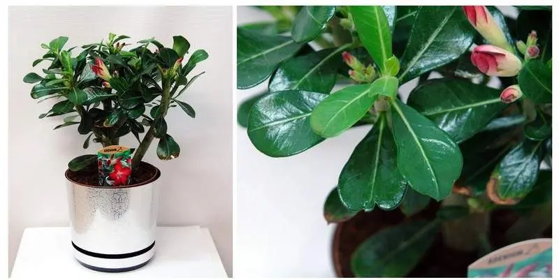 Адениум Анук Д15