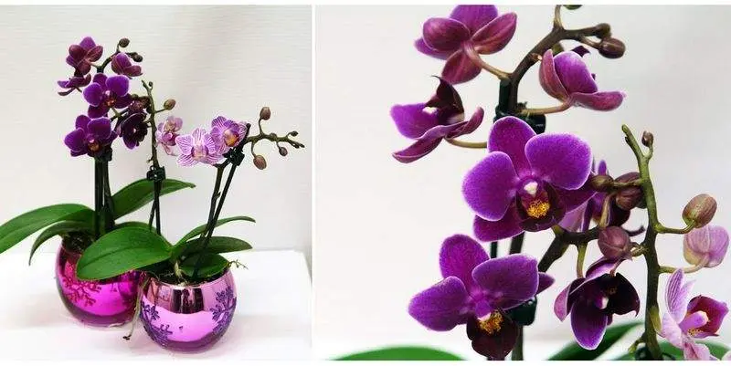 Фаленопсис 2 ст. в керамике Д9